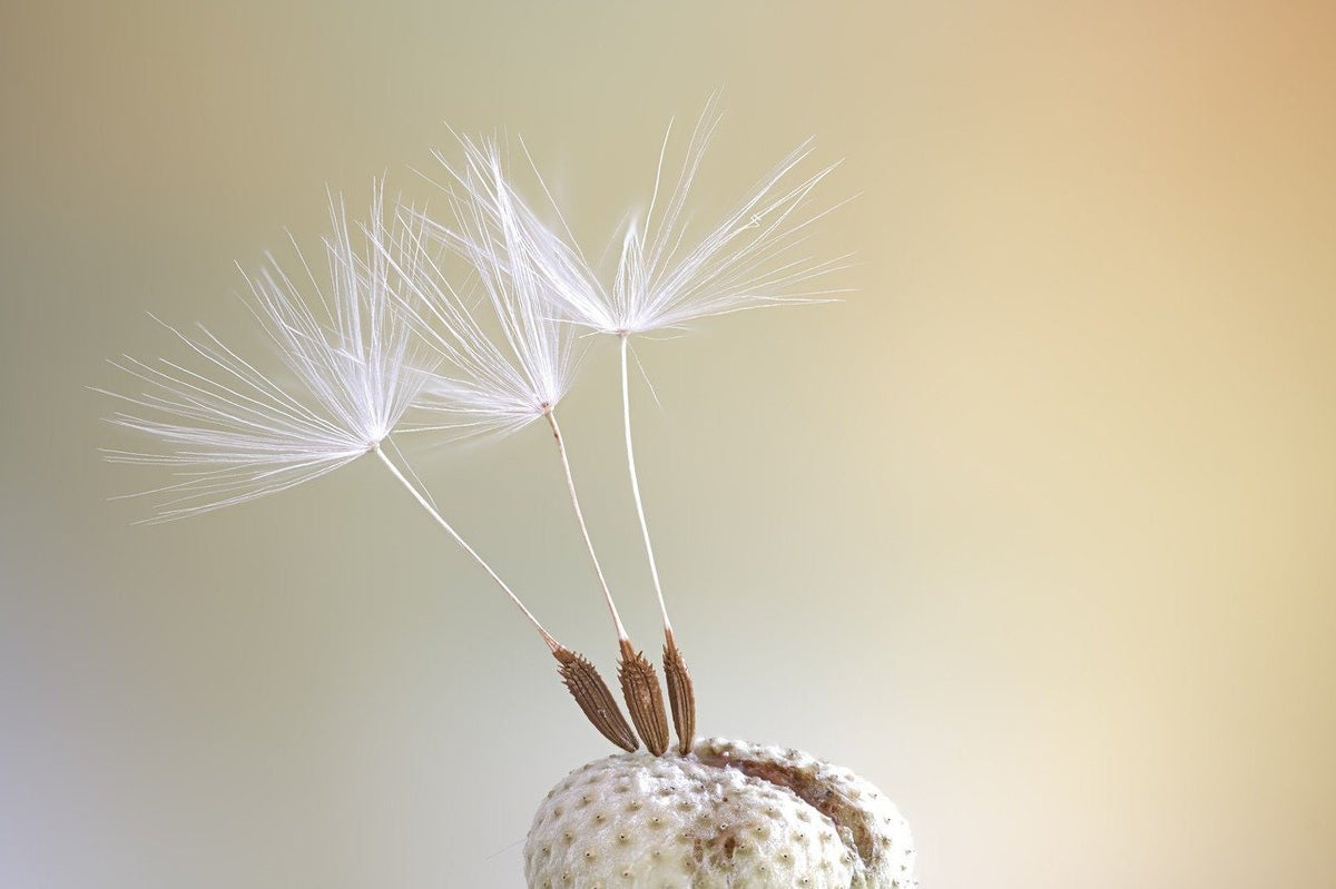 Real Dandelion Earrings - Rose Gold Plated - Natural Jewelry - VINOHR-68