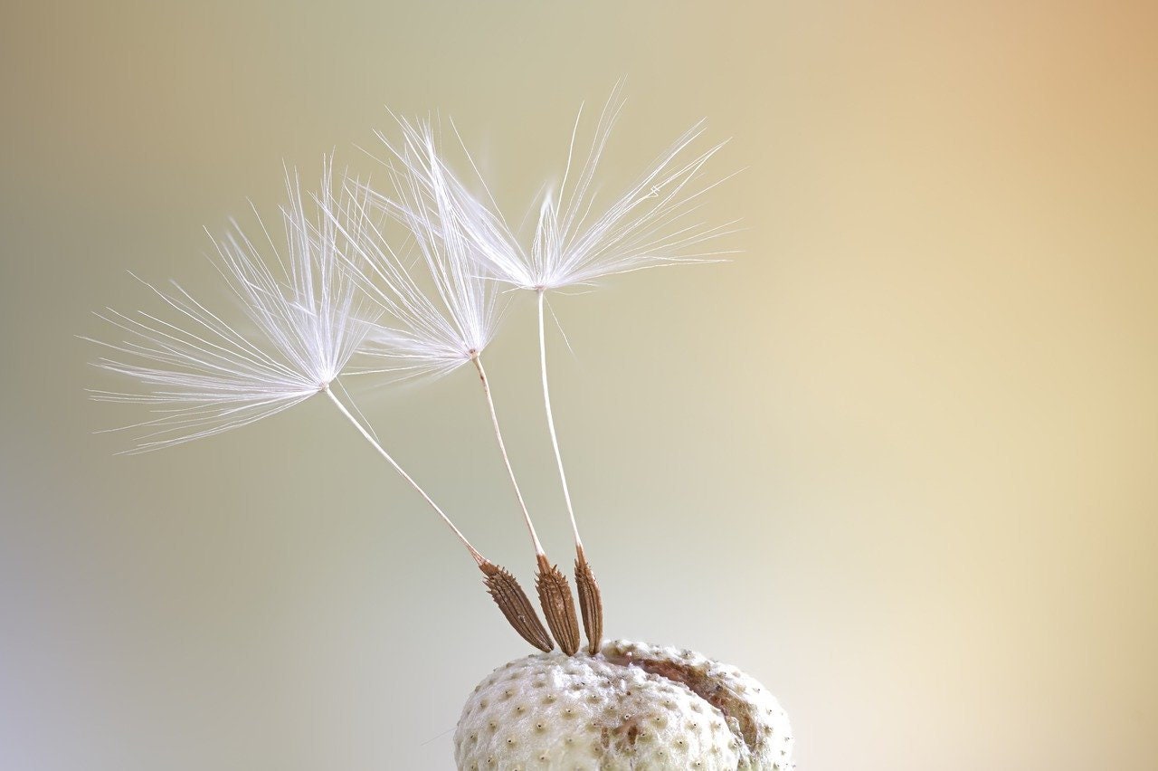 Rosegold Gold Plated Real Dandelion Earrings - Nature Jewelry — 68