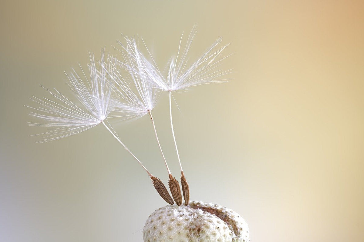 Real Dandelion Earrings - Golden Dangle Earrings with Dandelion Seeds - VINOHR-71