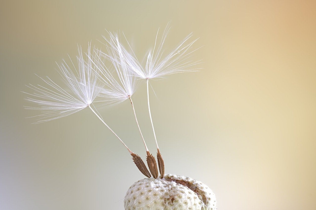 Real Dandelion Earrings - Golden Earrings with Dandelion Seeds — 71